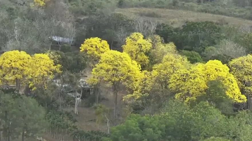Inusual florecimiento de Guayacanes en mayo