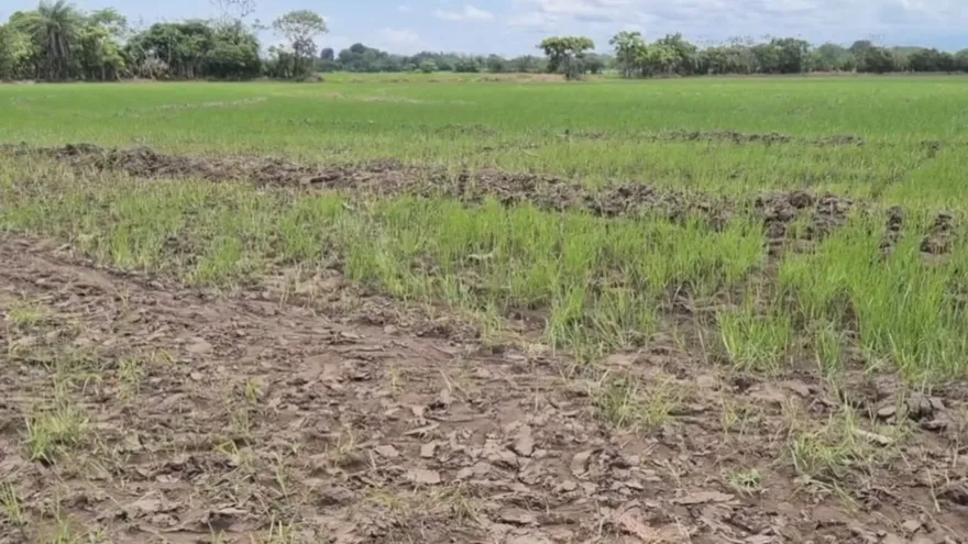 Sequía golpea a productores de Alanje: temen pérdidas de más de 10 mil hectáreas en siembras