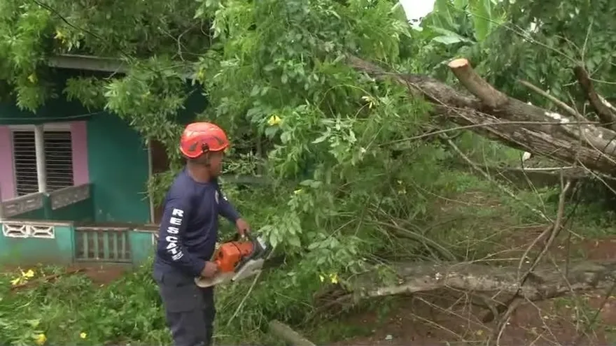 Árboles caídos en La Chorrera por fuertes vientos