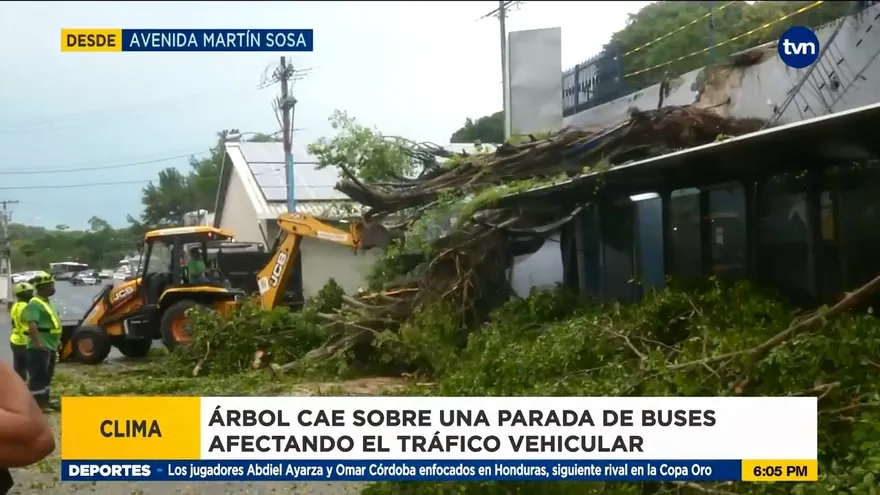 Tráfico afectado por la caída de otro árbol en medio de la vía