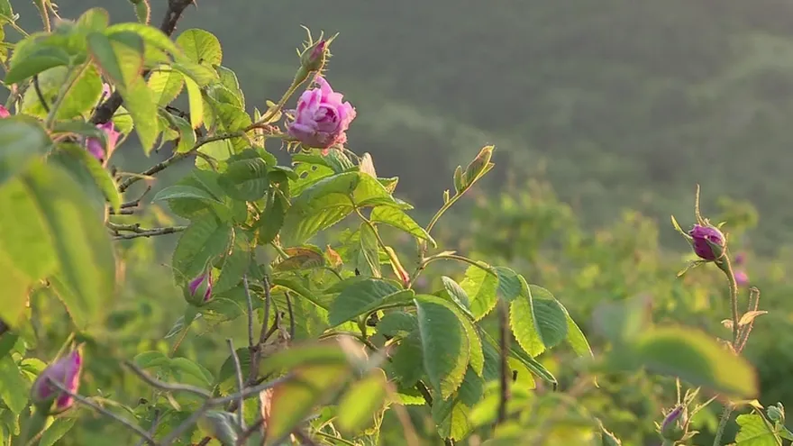Bulgaria cosecha sus famosas rosas