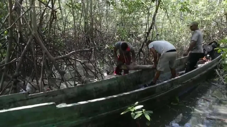 La lucha por sobrevivir que se libra en un manglar del Pacífico de Panamá
