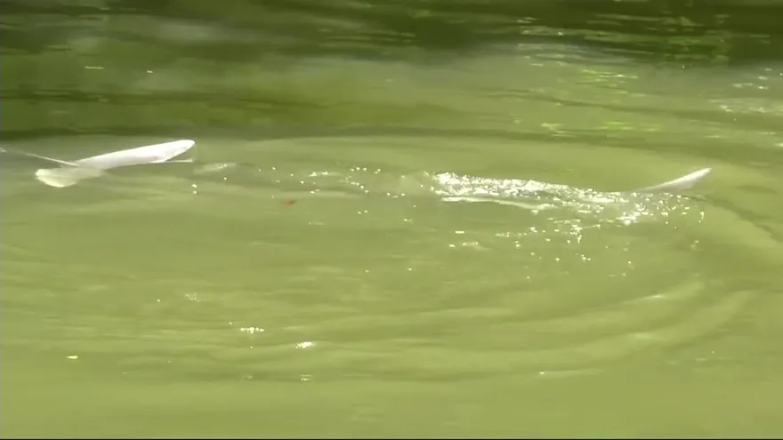 Autoridades intentan rescatar delfín en Chiriquí