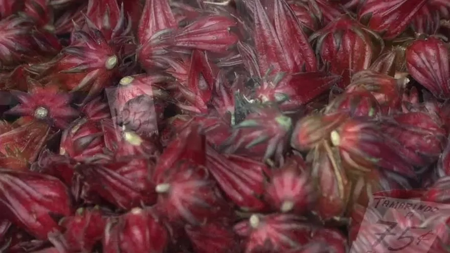 Poca cosecha del saril