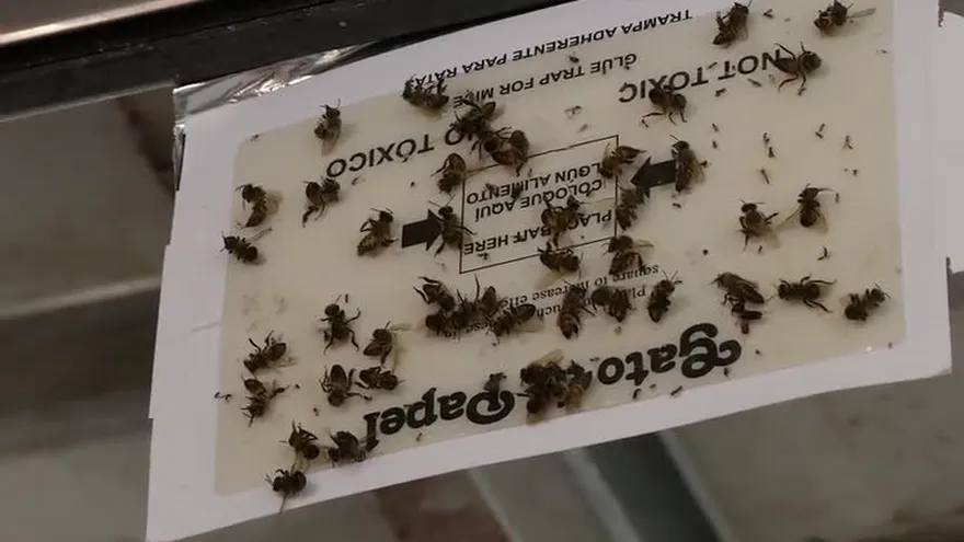 Alarma por presencia de panal de abejas africanizadas en Automotor