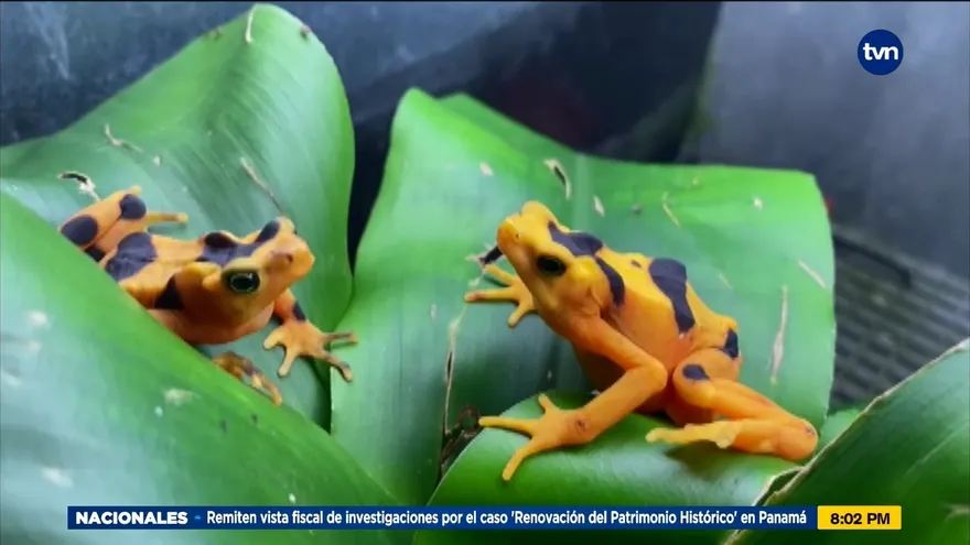 Panameño lucha por conservar las ranas doradas