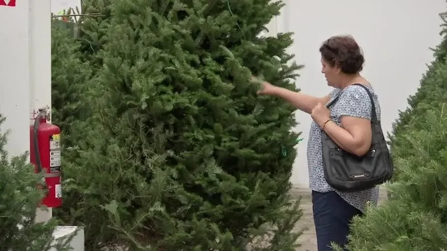 Panameños empiezan a comprar su arbolito navideño