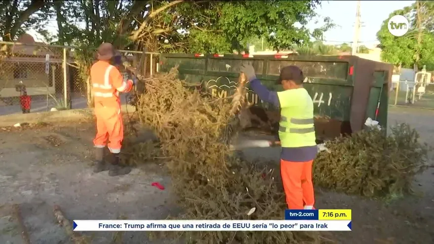 Recolección de arbolitos en San Miguelito
