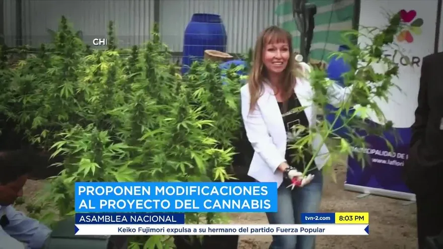 No aprueban ley sobre Cannabis son fines medicinales