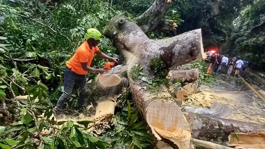 Personal del Sinaproc en limpieza de árboles caídos