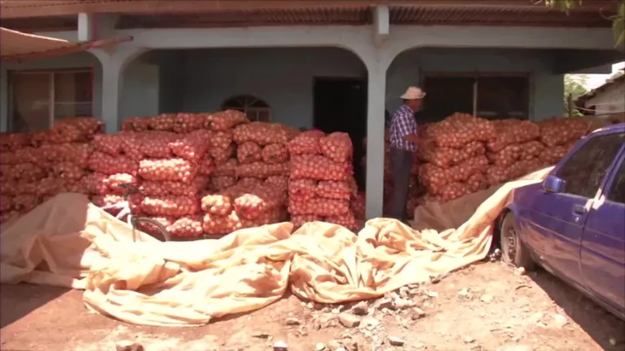 Cebolleros en Coclé, molestos por falta de comercialización