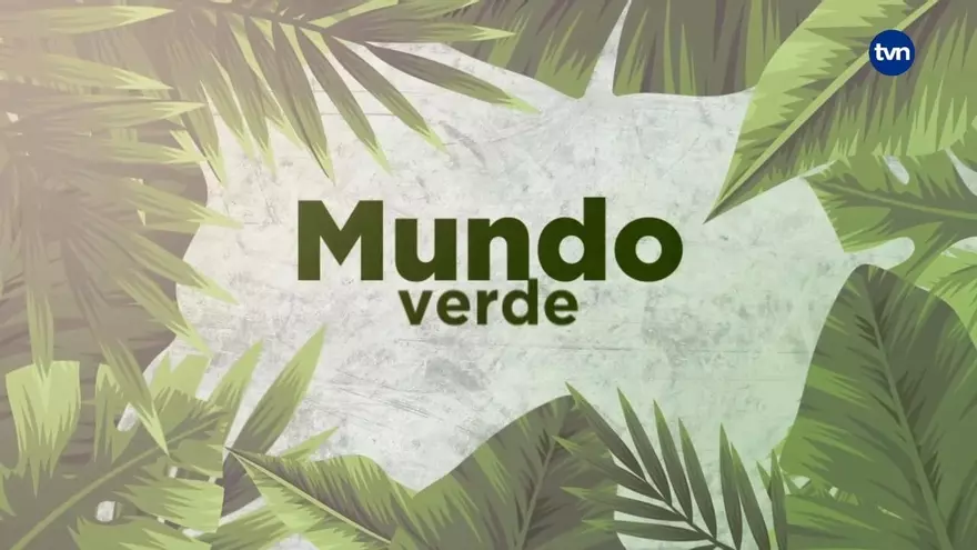 Mundo Verde: Gato Solo