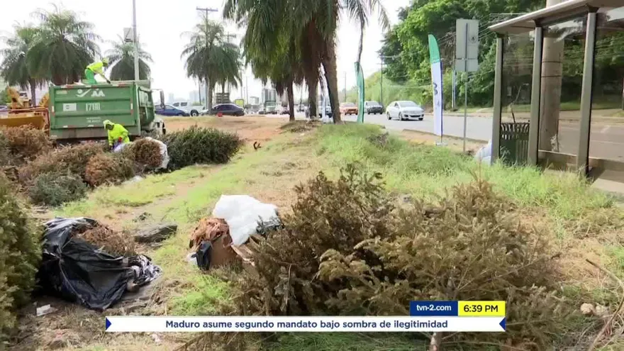 Panameños acuden a dejar sus arbolitos en los centros de acopio
