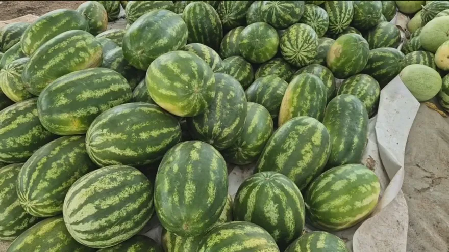 Productores de sandía de Calobre piden espacio en Merca Panamá