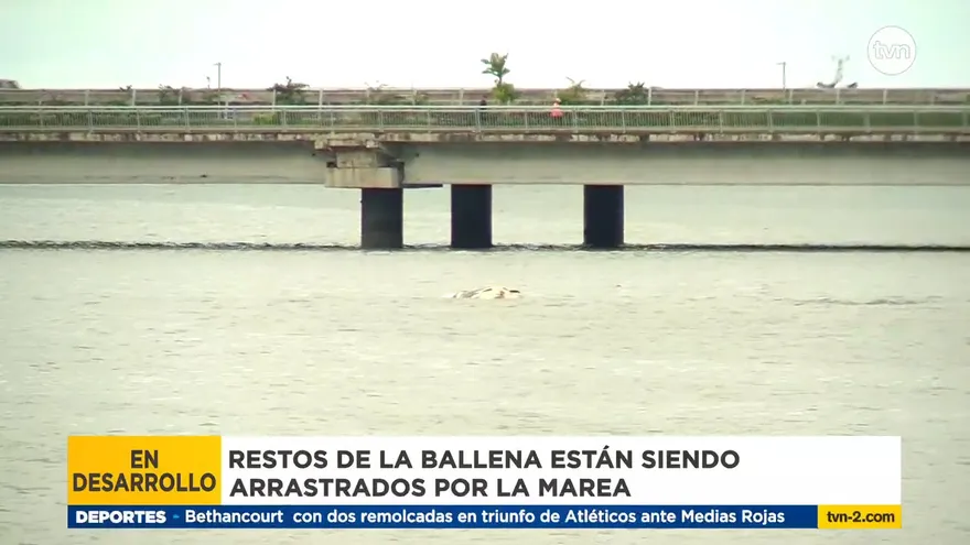 La alta marea arrastra la ballena muerta en San Felipe