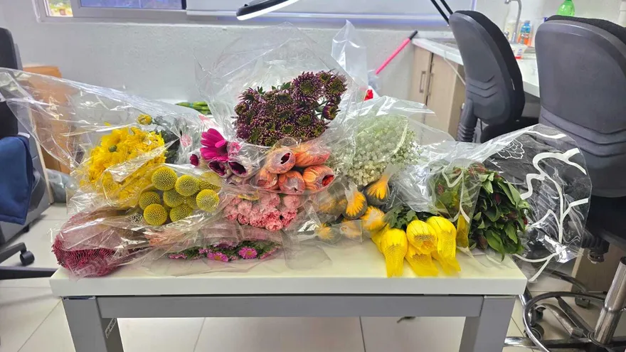 Dirección de Cuarentena Agropecuaria del Ministerio de Desarrollo Agropecuario inspecciona plantas importadas