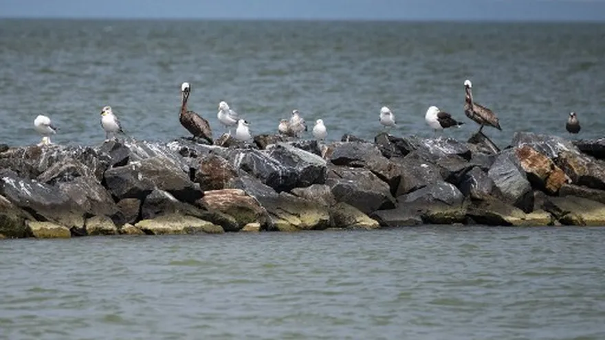 Foto ilustrativa: Aves marinas en las costas de Estados Unidos