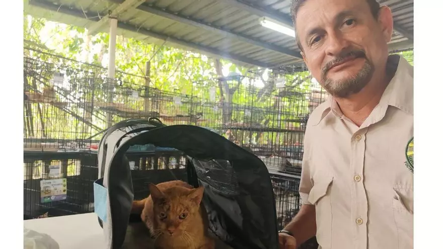 El dueño de Simba, uno de los gatos rescatados lo reconoció tras ser rescatado del refugio clandestino.