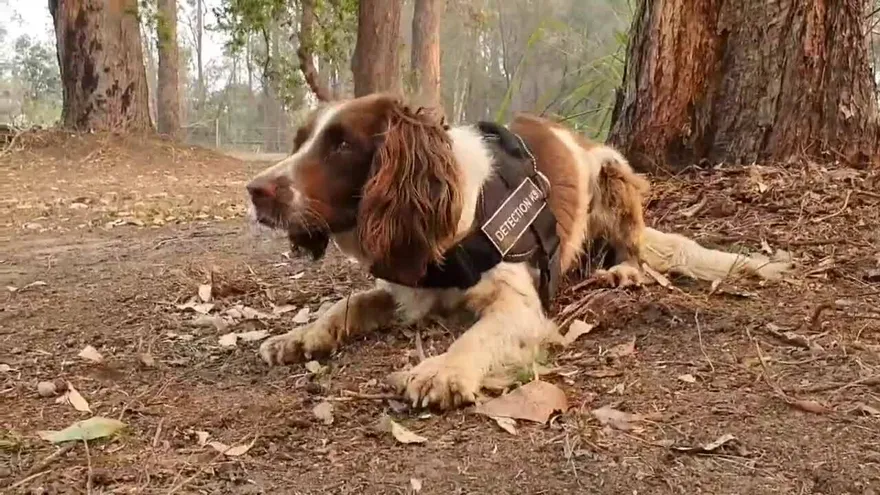 Una perra ayuda a rescatar koalas entre los enormes incendios de Australia