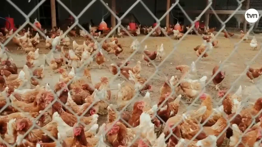 Panamá toma medidas para evitar ingreso de gripe aviar