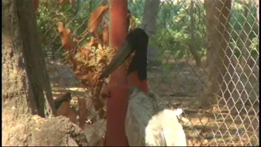 Rescatan aves migratorias en Herrera