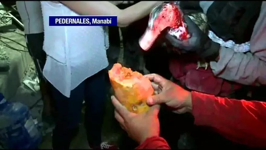 Rescatan a un pato que sobrevivió al terremoto en Ecuador