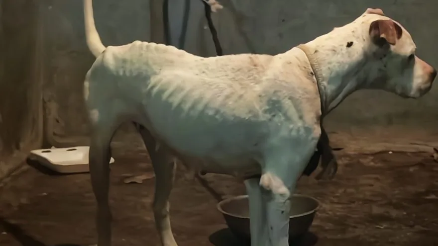 Uno de los perros rescatados