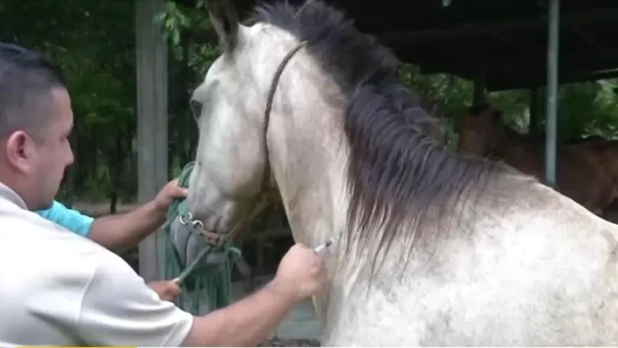 Reportan dos casos de Encefalitis Equina