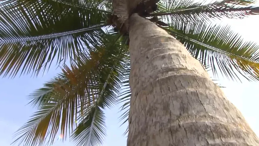 La Fonda Xtra "Cocada"