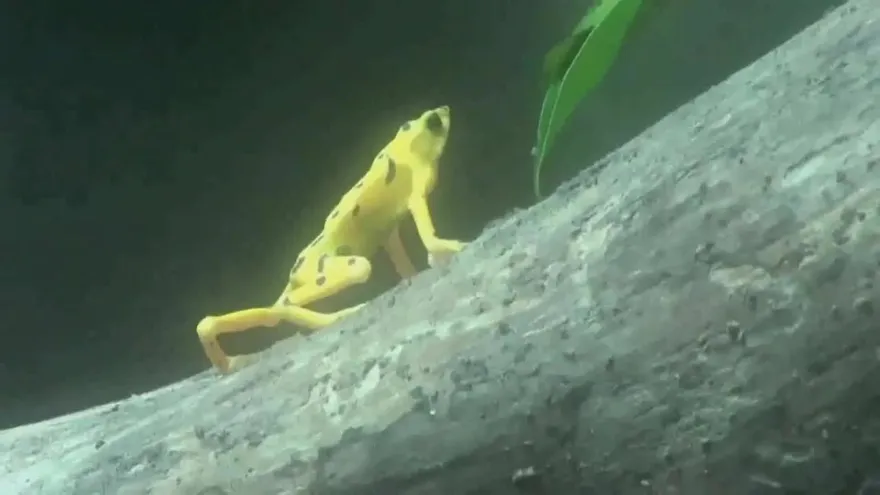 Panamá celebra el Día Mundial del Medio Ambiente