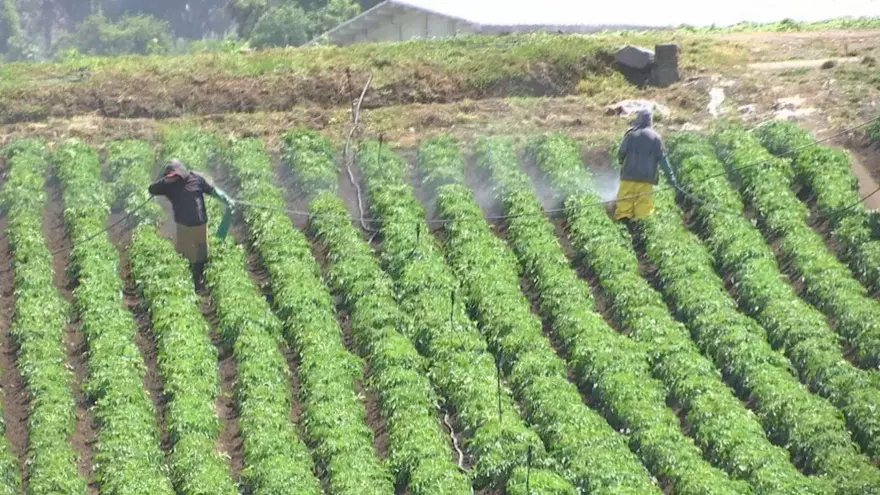 Producción agrícola en Tierras Altas, Chiriquí