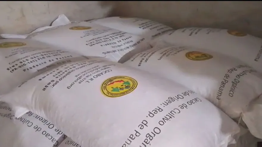 Exportación de cacao fortalece la economía de Bocas del Toro