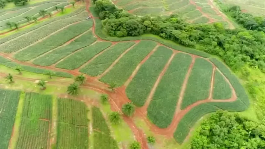 Sabías que los drones también se usan para fumigar los sembradíos