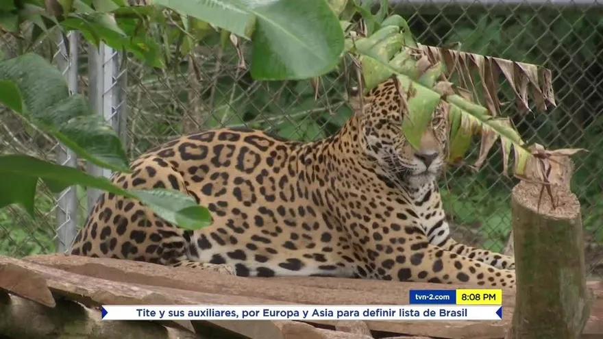Jaguares, víctimas de la caza ilegal