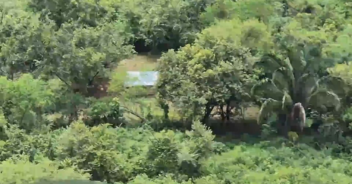 Muere adulto mayor tras ataque de abejas africanizadas en Ngäbe Buglé