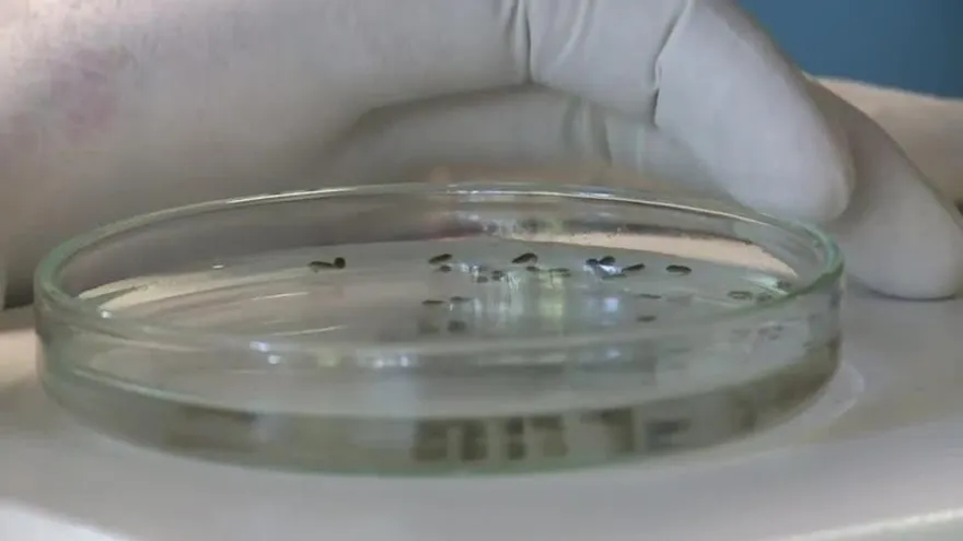 Virus del Zika se propaga rápidamente