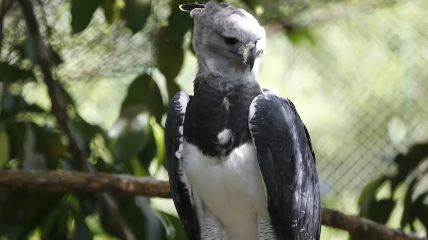 Águila harpía