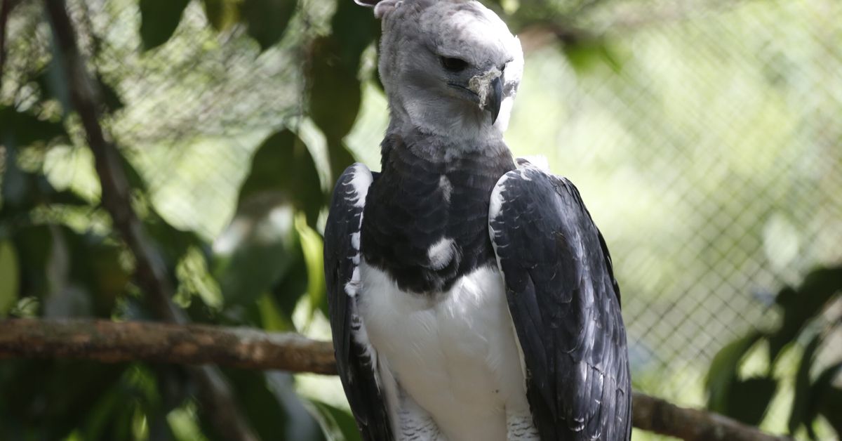 Águila harpía mantiene población estable en Panamá, pero enfrenta retos de conservación