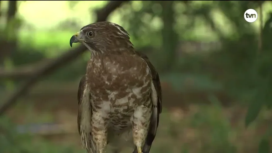 Mundo Verde: Gavilán Aludo