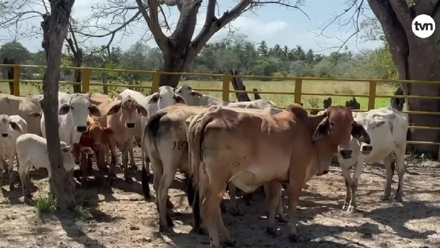 Productores panameños deben asegurar sus cosechas ante el fenómeno de El Niño