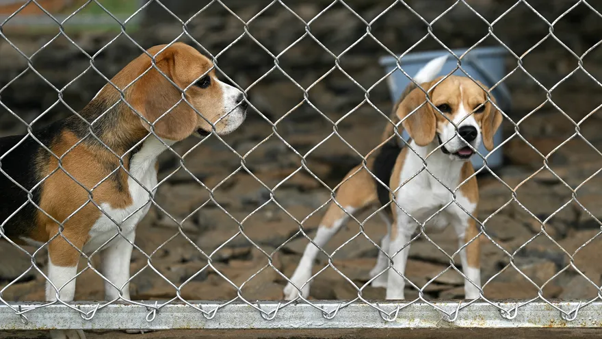 Chloe es uno de los 15 perros que están siendo entrenados por la empresa, con sus cascos adaptados para recolectar datos.