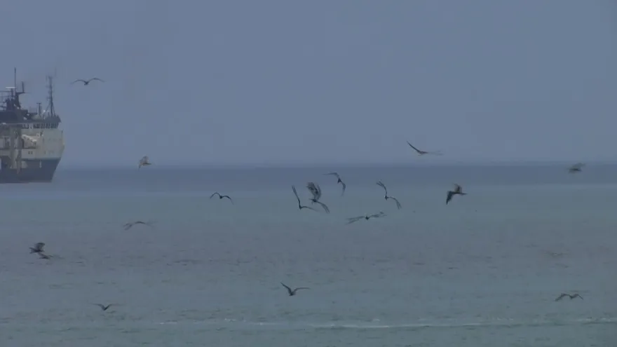 Aves marinas afectadas por el fenómeno de El Nño.