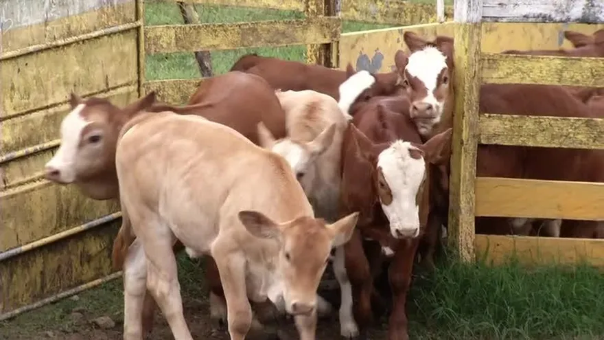 Panamá está libre de tuberculosis bovina