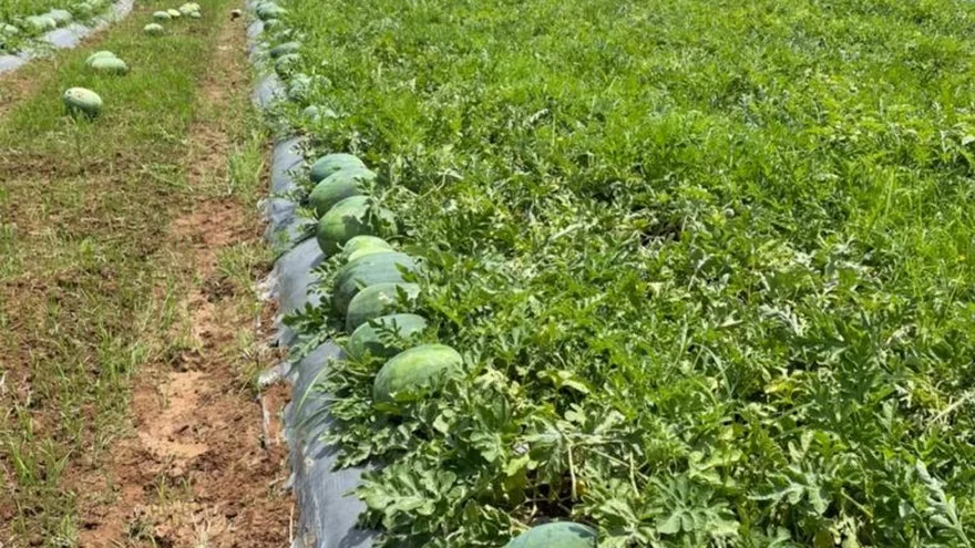 Los productores de sandía en el distrito de Calobre se reúnen con los representantes del MIDA para prevenir las afectaciones en los cultivos.
