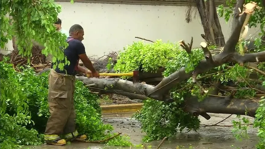 Las razones de la caída de árboles