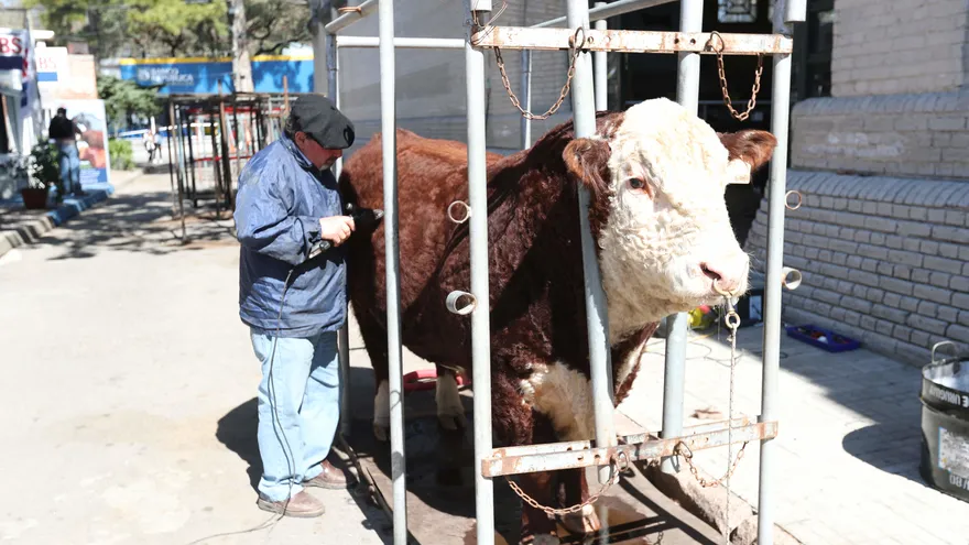 El uruguayo Carlos Sención quien esquila a la vaca y la prepara para su participación en Expo Prado, la principal feria agroindustrial y comercial de Uruguay, en Montevideo.