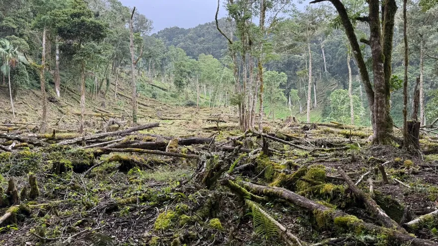 Tala ilegal también detectada en áreas protegidas