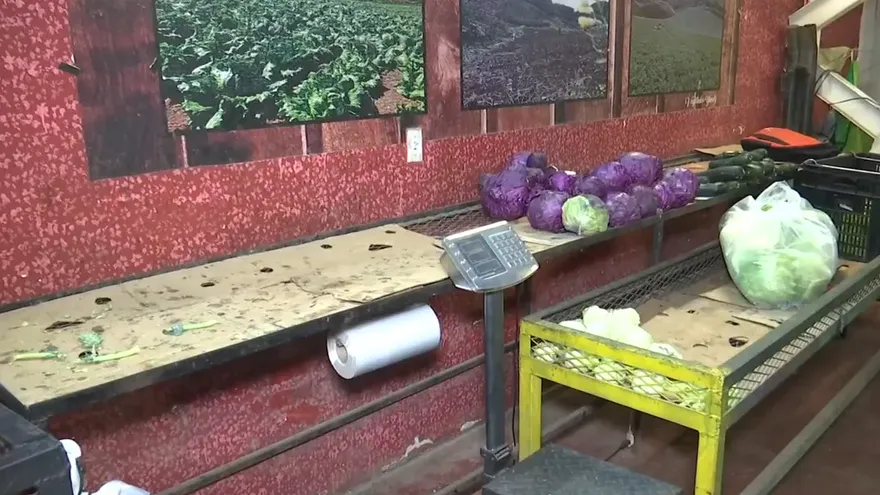 Camiones llegan a Merca Panamá