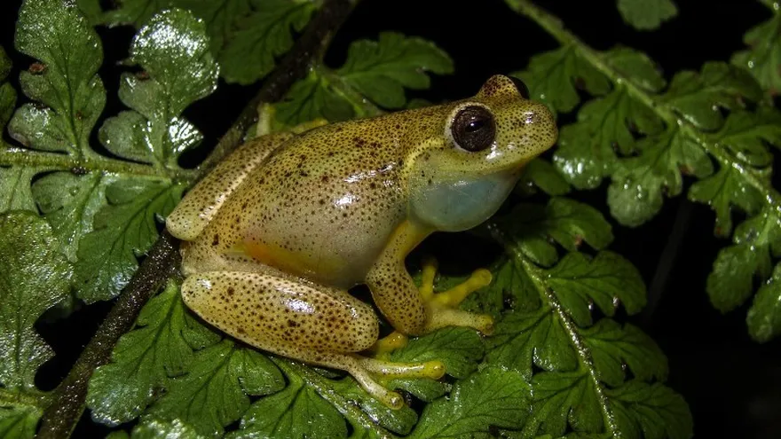 En la imagen, una rana Hyloscirtus Japreria en su hábitat en las laderas de Perija, estado de Zulia, Venezuela.