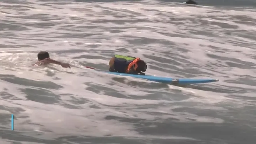 Los perros también pueden surfear